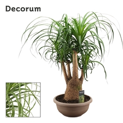 Beaucarnea Recur 30Ø 80cm