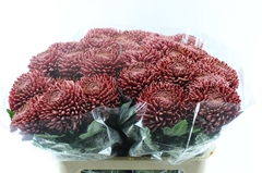 Chr G Bigoudi Red 75cm 110gram