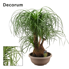 Beaucarnea Recur 35Ø 80cm