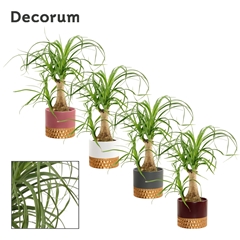 Beaucarnea Recur 9Ø 25cm