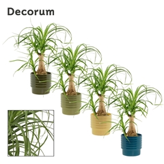 Beaucarnea Recur 9Ø 25cm