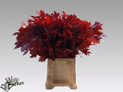 Querc Rubra Klb 21% 80cm