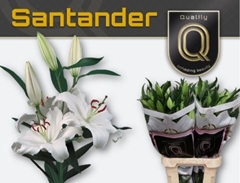 Li Or Santander 100cm 55+