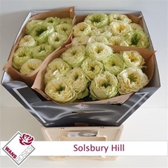 R Gr Solsbury Hill 70cm 4cm
