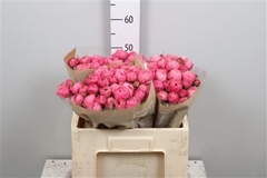 R Tr Silva Pink+ 50cm 35+
