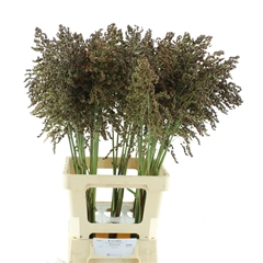 Sorghum Bicolor 80cm 60gram