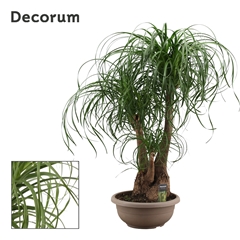 Beaucarnea Recur 35Ø 100cm