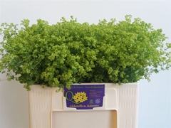 Alchem M Robustica 55cm