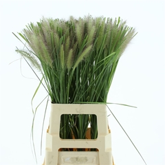 Pennisetum Other 70cm