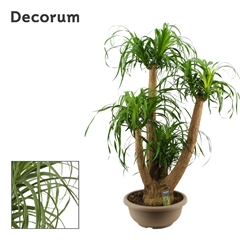 Beaucarnea Recur 40Ø 120cm
