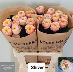 R Gr Shiver! 60cm