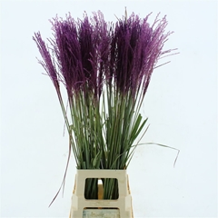 Misc Sinensis Ov 100cm
