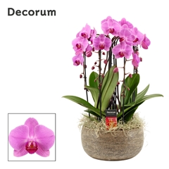 Phal Ov Roze 27Ø 55cm