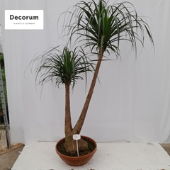 Beaucarnea Recur 60Ø 230cm