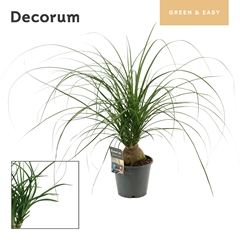 Beaucarnea Recur 14Ø 45cm