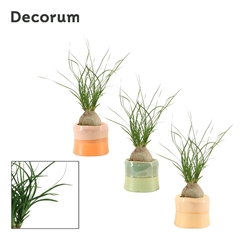 Beaucarnea Recur 6Ø 20cm