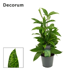 Drac Surculosa 12Ø 40cm