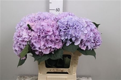 Hydr M Royal Benefit 60cm 18cm Ø