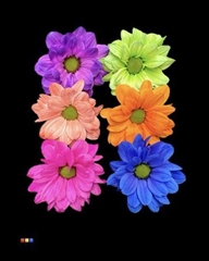Chr T Chic Mix 6 Colors