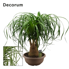 Beaucarnea Recur 30Ø 65cm