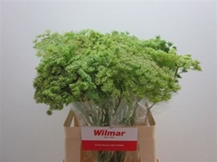 Ammi Visn Green Mist 60cm