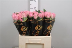 R Gr Celeb 60cm