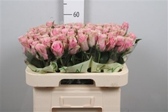 R Gr Athena Royale 60cm