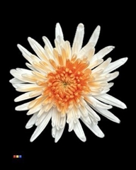 Chr G Ana White + Apricot