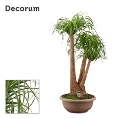 Beaucarnea Recur 45Ø 115cm
