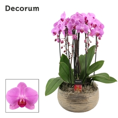 Phal Ov Roze 27Ø 55cm