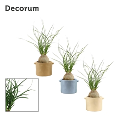 Beaucarnea Recur 6Ø 20cm