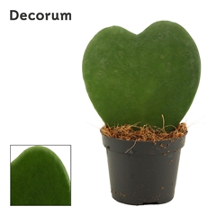 Hoya Kerrii 6Ø 11cm