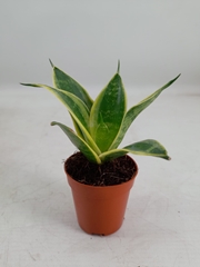 Sansev Hahnii 6Ø 14cm
