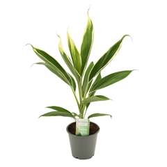 Cord Fr Conga 12Ø 45cm