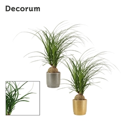 Beaucarnea Recur 12Ø 30cm