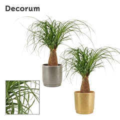 Beaucarnea Recur 12Ø 35cm