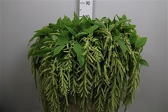 Amar Ca Viridis 90cm