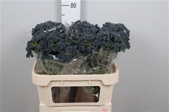 Vibur De Inge 70cm