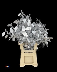 Populus Silver