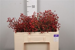 Rosa Prinsberry Red 50cm