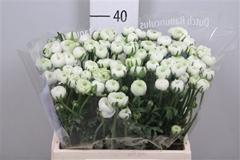 Ran Am Snowflake 40cm 25gram