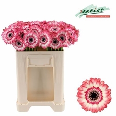 Ge Mi Jagoda 50cm 7gram