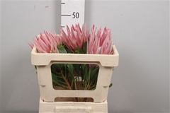Protea Cynaroides 50cm