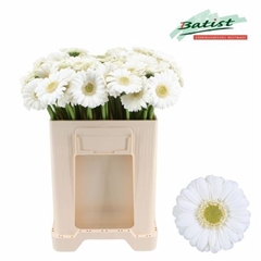 Germini Albino 50cm 7cm Ø