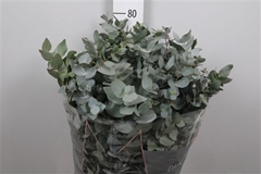 Euca Cinerea P Bunch 70cm 200gram