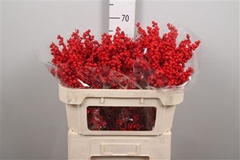 Ilex Vert (RODE Bes) 70cm