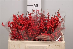 Ilex Vert (RODE Bes) 50cm