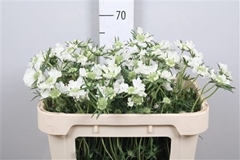 Scab C Annabelle 65cm