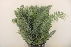 Acacia (MIMOSA) Bs 60cm 200gram