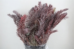 Acacia (MIMOSA) Bs 60cm 200gram